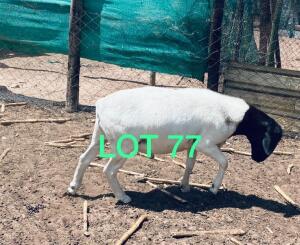 1 x BOER GOAT BUCK Andrias Rau Rau