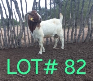 1 x BOER GOAT BUCK Japhta Kuhanga