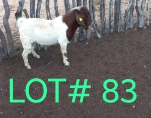 1 x BOER GOAT BUCK Japhta Kuhanga