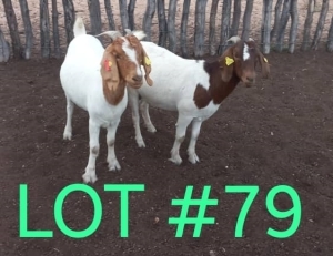 2 x BOER GOAT EWE Japhta Kuhanga (Pay per animal)