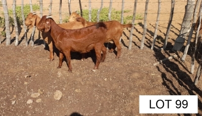 3 x KALAHARI RED EWE Joseph Joloka (Pay per animal)