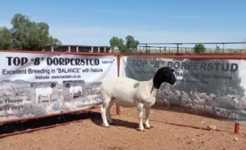 1X DORPER OOI/EWE T5