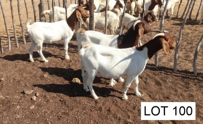 3 x BOER GOAT EWE Joseph Joloka (Pay per animal)