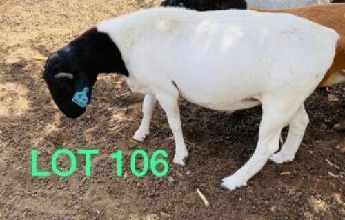 1 x BLACK HEAD DORPER RAM Bennie Magawe