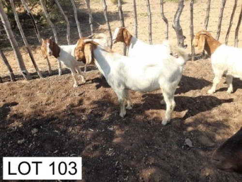 1 x BOER GOAT BUCK Joseph Joloka