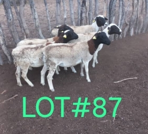 5 x BLACK HEAD DORPER EWE Japhta Kuhanga (Pay per animal)