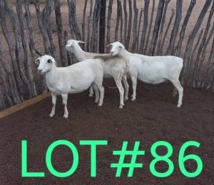 3 x WHITE HEAD DORPER EWE Japhta Kuhanga (Pay per animal)