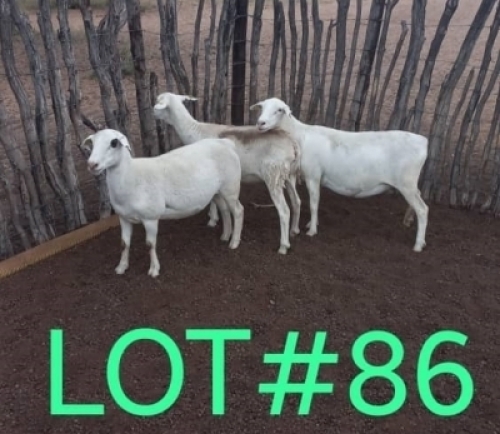 3 x WHITE HEAD DORPER EWE Japhta Kuhanga (Pay per animal)