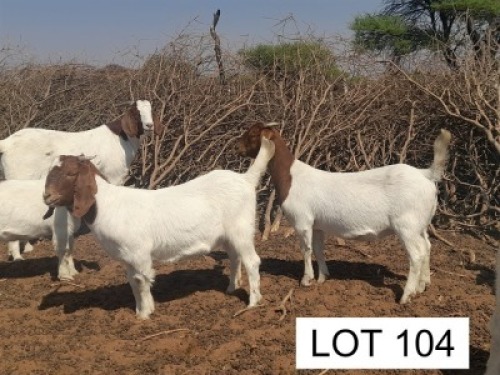 4 x BOER GOAT EWE Joseph Joloka (Pay per animal)