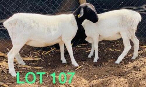 2 x BLACK HEAD DORPER EWE Bennie Magawe (Pay per animal)