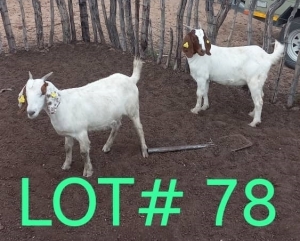 2 x BOER GOAT EWE Japhta Kuhanga (Pay per animal)