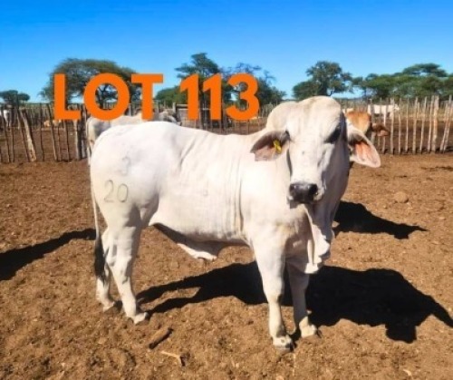 1 x BRAHMAN BULL Andrew Seeletso