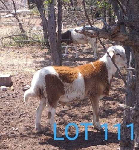 1 x MEATMASTER X VAN ROOY RAM Edison Kegatetse