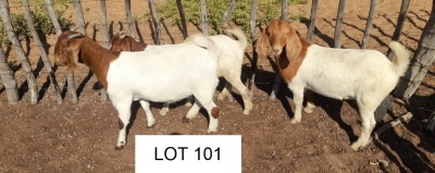 4 x BOER GOAT EWE Joseph Joloka (Pay per animal)