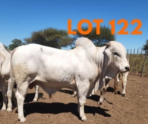 1 x BRAHMAN BULL Sandveld Kalahari Reds