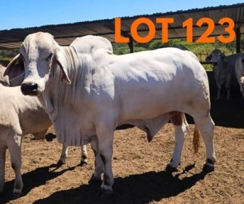 1 x BRAHMAN BULL Andrew Seeletso