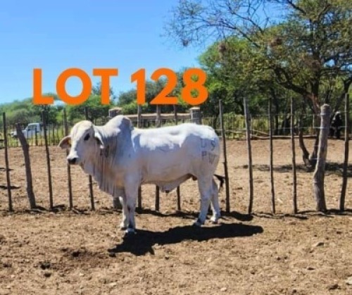 1 x BRAHMAN BULL Andrew Seeletso