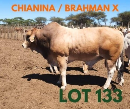 1 x CHIANINA/BRAHMAN X BULL Andrew Seeletso