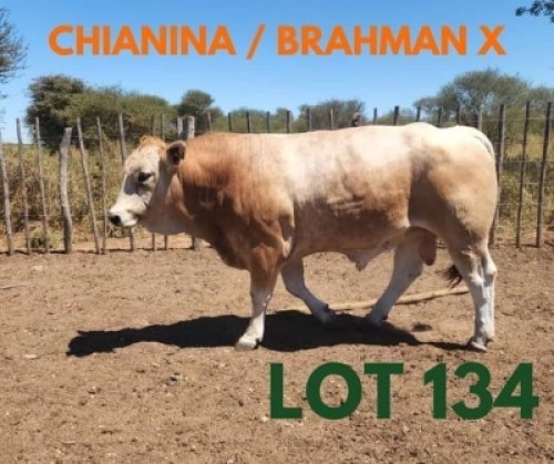 1 x CHIANINA/BRAHMAN X BULL Andrew Seeletso