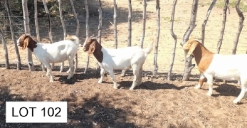 4 x BOER GOAT EWE Joseph Joloka (Pay per animal)
