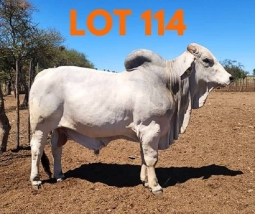 1 x BRAHMAN BULL Andrew Seeletso