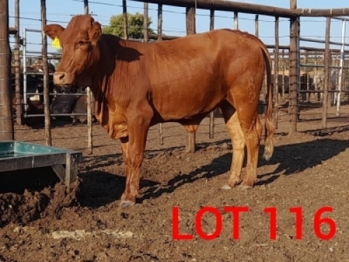 1 x BONSMARA HEIFER Calve Ranch