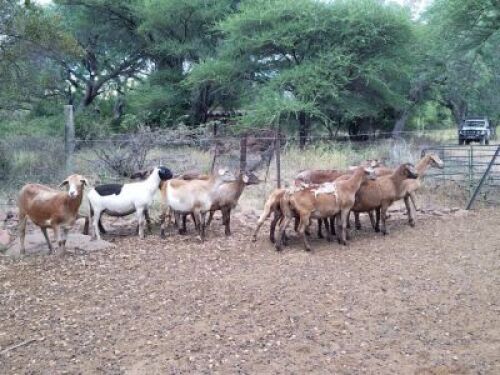 10+2X MEATMASTER EWEs(VAT,price per animal) LEPHALALE/ELLISRAS( TRANSPORT FROM PRETORIA OR COLLECTION)
