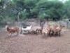 10+2X MEATMASTER EWEs(VAT,price per animal) LEPHALALE/ELLISRAS( TRANSPORT FROM PRETORIA OR COLLECTION) - 2