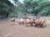 10+2X MEATMASTER EWEs(VAT,price per animal) LEPHALALE/ELLISRAS( TRANSPORT FROM PRETORIA OR COLLECTION) - 3