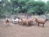 10+2X MEATMASTER EWEs(VAT,price per animal) LEPHALALE/ELLISRAS( TRANSPORT FROM PRETORIA OR COLLECTION) - 4