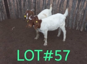 2 x BOER GOAT EWE Japhta Kuhanga (Pay per animal)