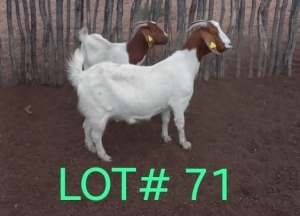 2 x BOER GOAT EWE Japhta Kuhanga (Pay per animal)