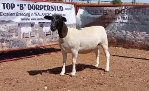 1X DORPER OOI/EWE T5
