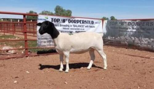 1X DORPER OOI/EWE T5