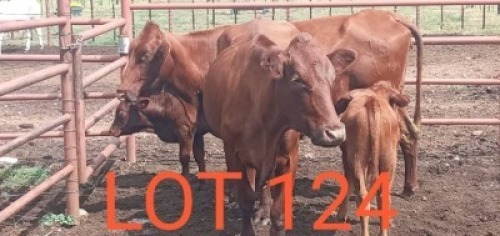 2+2 x BONSMARA COW + CALF Sandveld Kalahari Reds (Pay per animal)