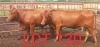 2 x BONSMARA COW Sandveld Kalahari Reds (Pay per animal)