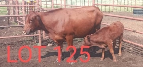 1+1 x BONSMARA COW + CALF Sandveld Kalahari Reds