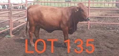 1 x BONSMARA COW Sandveld Kalahari Reds