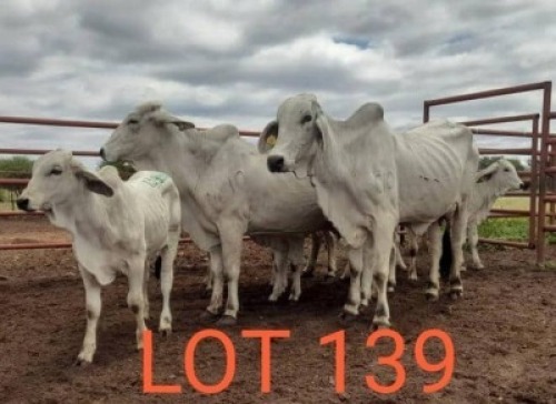 4+4 x BRAHMAN COW + CALF Sandveld Beef Station (Pay per animal)