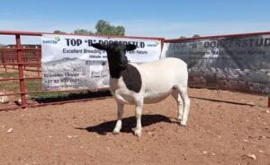 1X DORPER OOI/EWE STOET/STUD