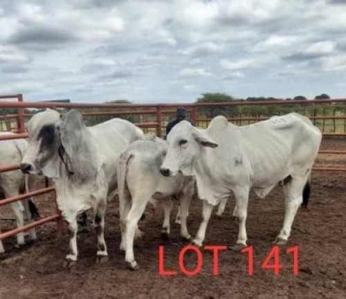 2+2 x BRAHMAN COW + CALF Sandveld Beef Station (Pay per animal)
