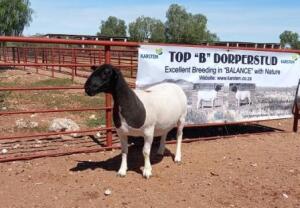 1X DORPER OOI/EWE STOET/STUD