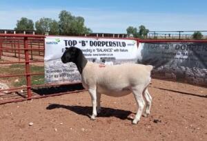 1X DORPER OOI/EWE STOET/STUD