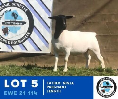 1X DORPER EWE HENNIE SCHUTTE DORPERS