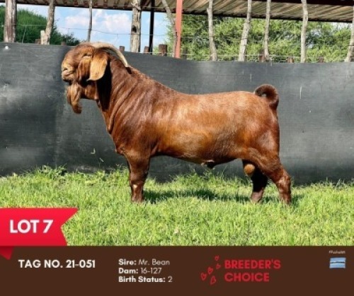 1X KALAHARI RED BUCK BUSHRA STUD