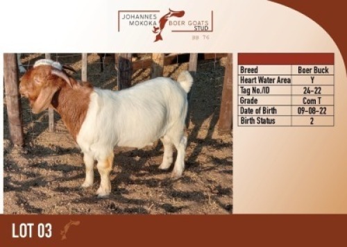 1X PS BOER GOAT BUCK MAKOKA BOER GOAT STUD