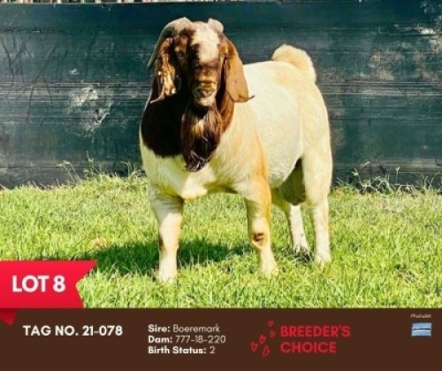 1X BOER GOAT BUCK BUSHRA STUD