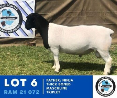 1X DORPER RAM HENNIE SCHUTTE DORPERS
