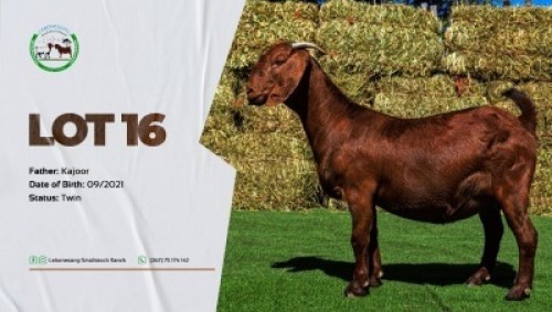 1X FLOCK KALAHARI RED DOE LEBONESANG STUD