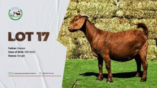 1X FLOCK KALAHARI RED DOE LEBONESANG STUD